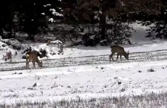 Karacalar, Kastamonu Köylerinde!**