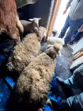 Küre'de Kar Yüküne Dayanamayan Ahır Çöktü